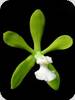 Encyclia tampensis alba